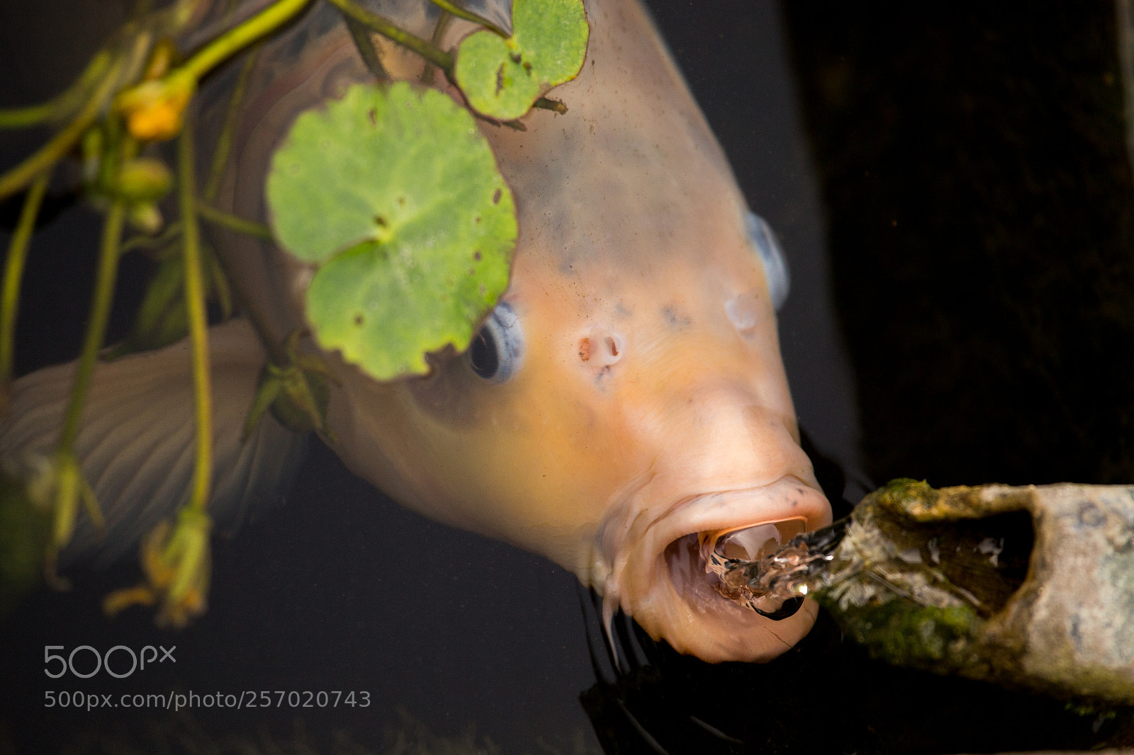 Canon EOS 6D sample photo. La carpe du jardin photography