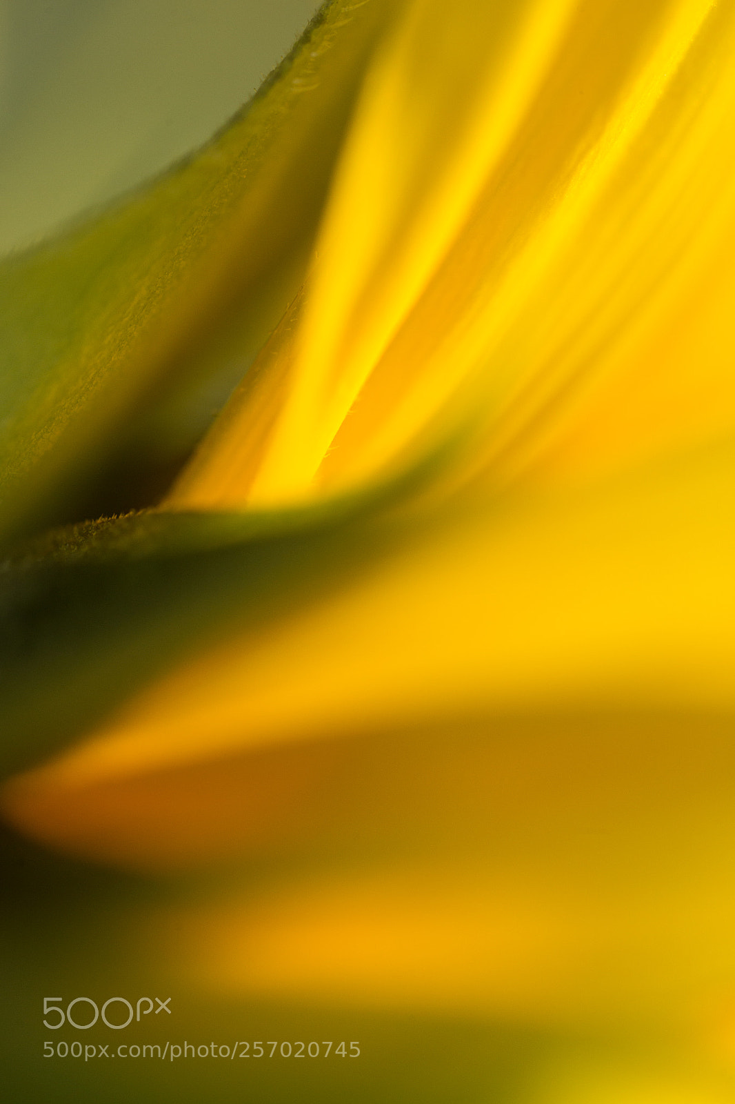 Canon EOS 6D sample photo. Tournesol photography