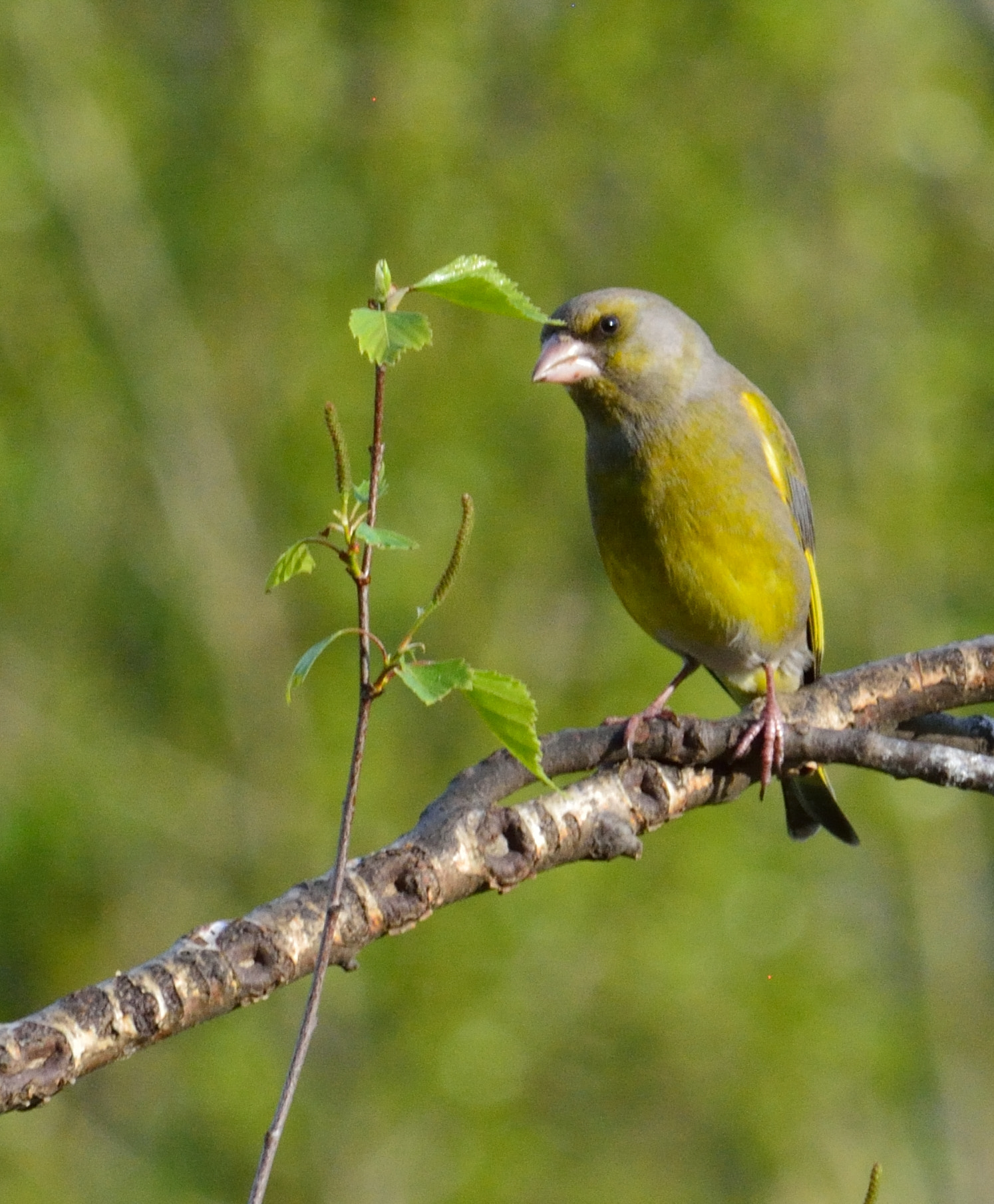 Nikon D5200 sample photo. Let me sing to you! photography