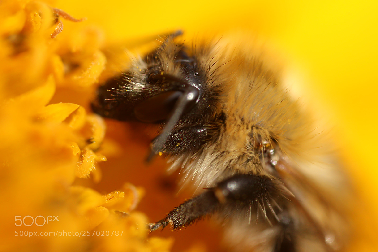 Canon EOS 6D sample photo. Butineuse dans un tournesol photography