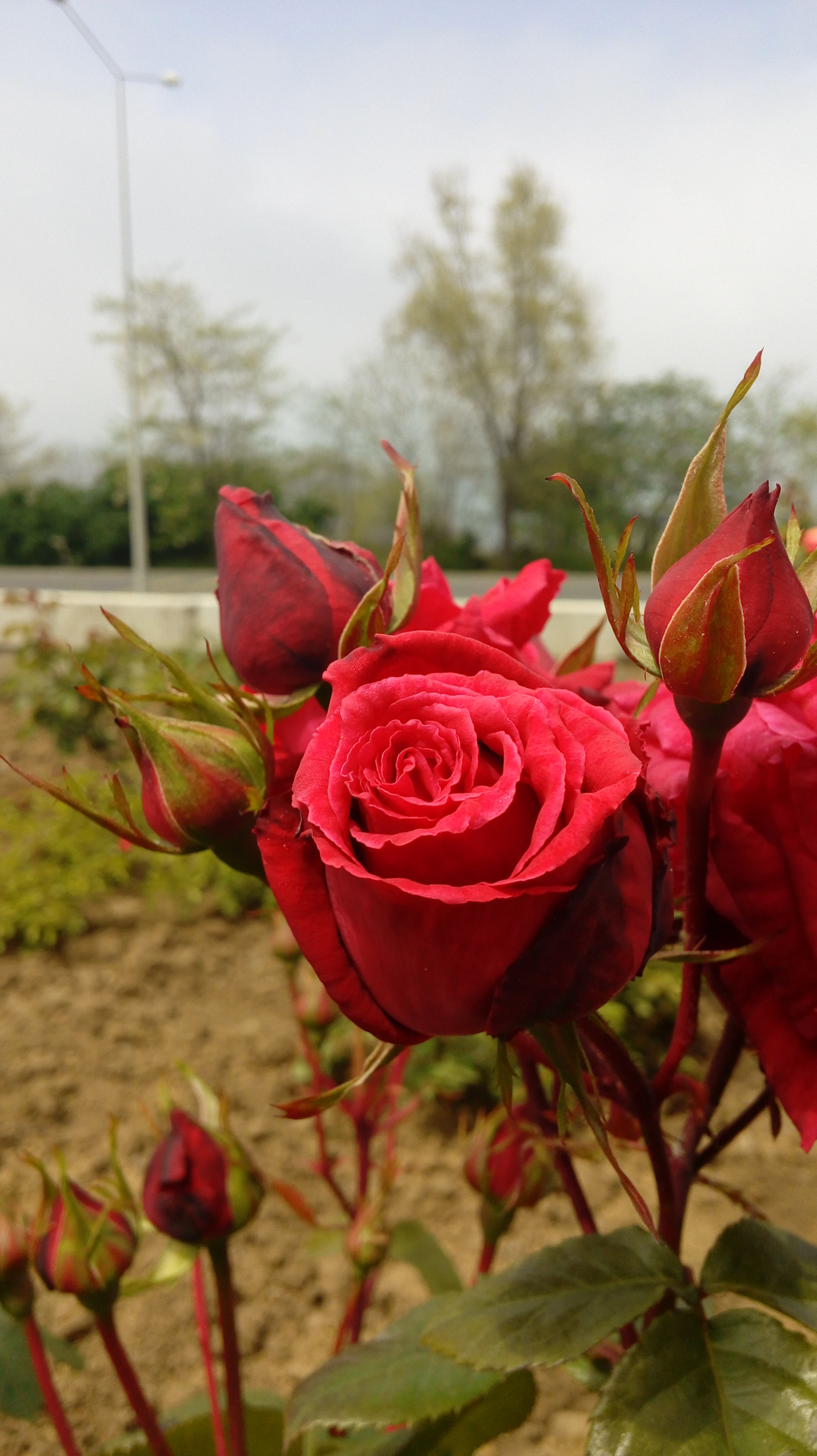 LG G Vista sample photo