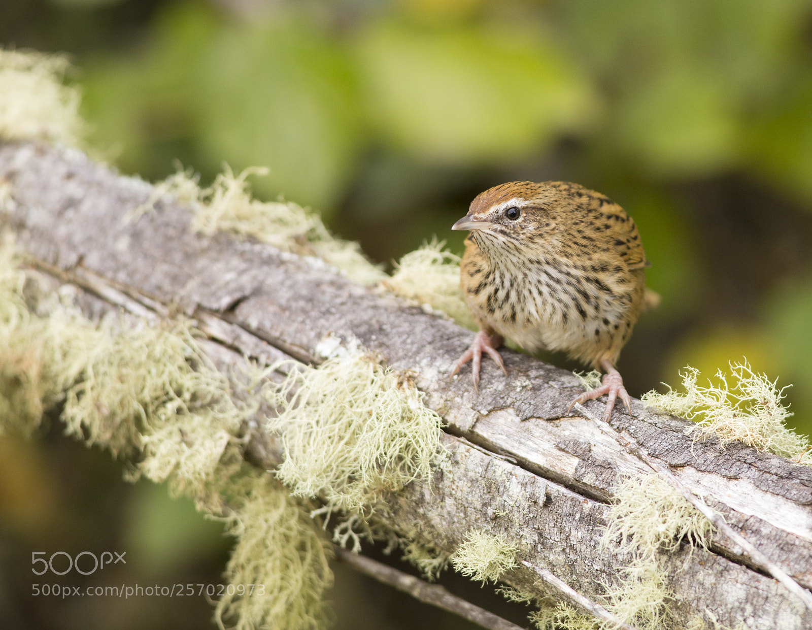 Canon EOS 6D sample photo. Fernbird on mossy branch photography