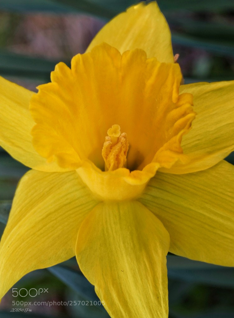 Canon EOS 5D Mark IV sample photo. Daffodil photography