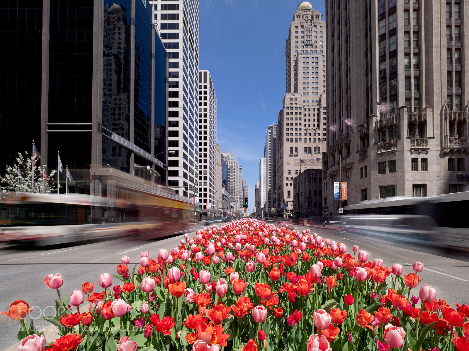 Olympus OM-D E-M1 Mark II sample photo. Magnificent mile tulips photography