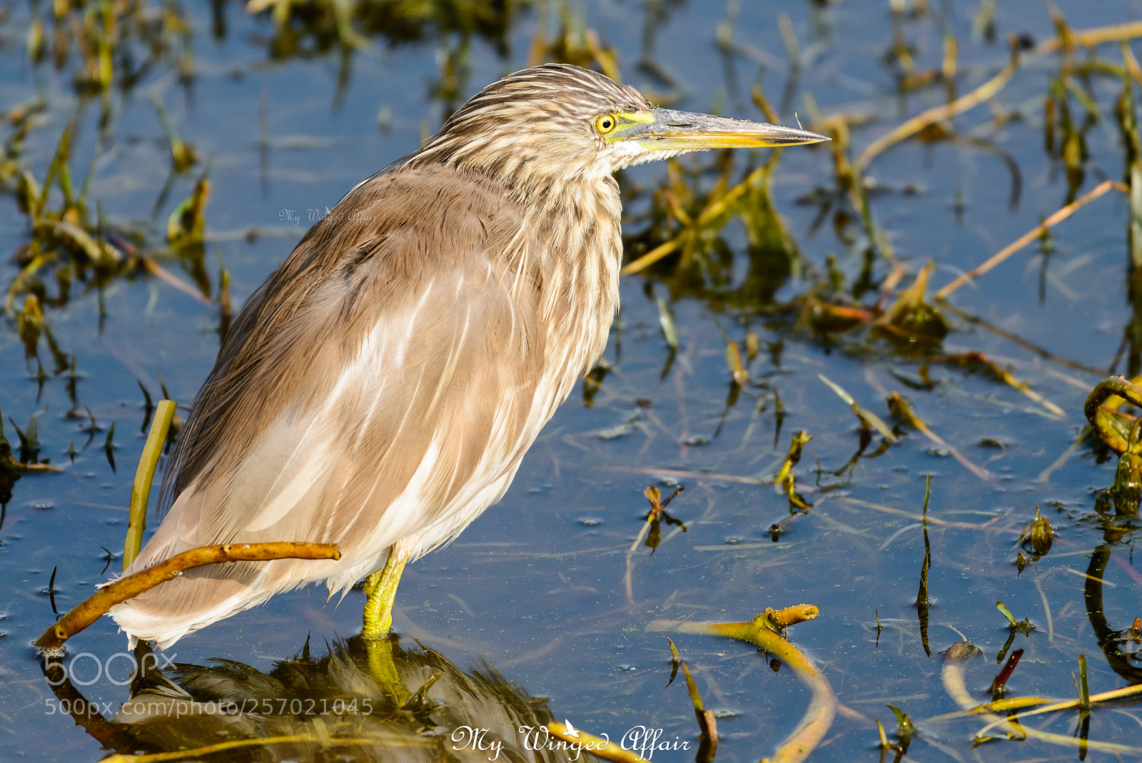Nikon D610 sample photo. Pond heron photography