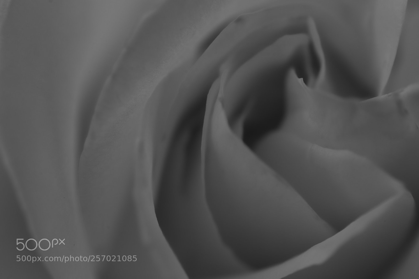 Canon EOS 6D sample photo. Rose ß&w photography
