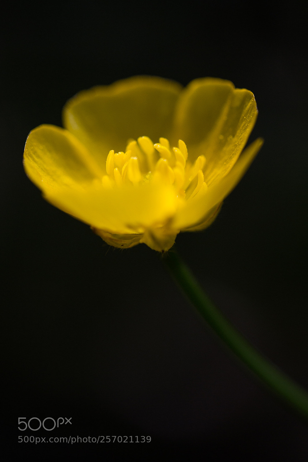 Canon EOS 6D sample photo. Bouton d'or photography