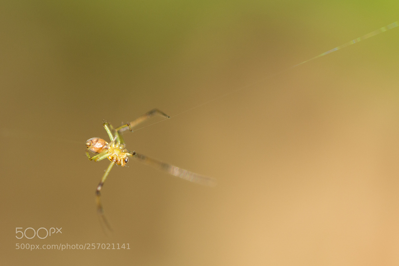 Canon EOS 6D sample photo. L'araigne e sur son photography