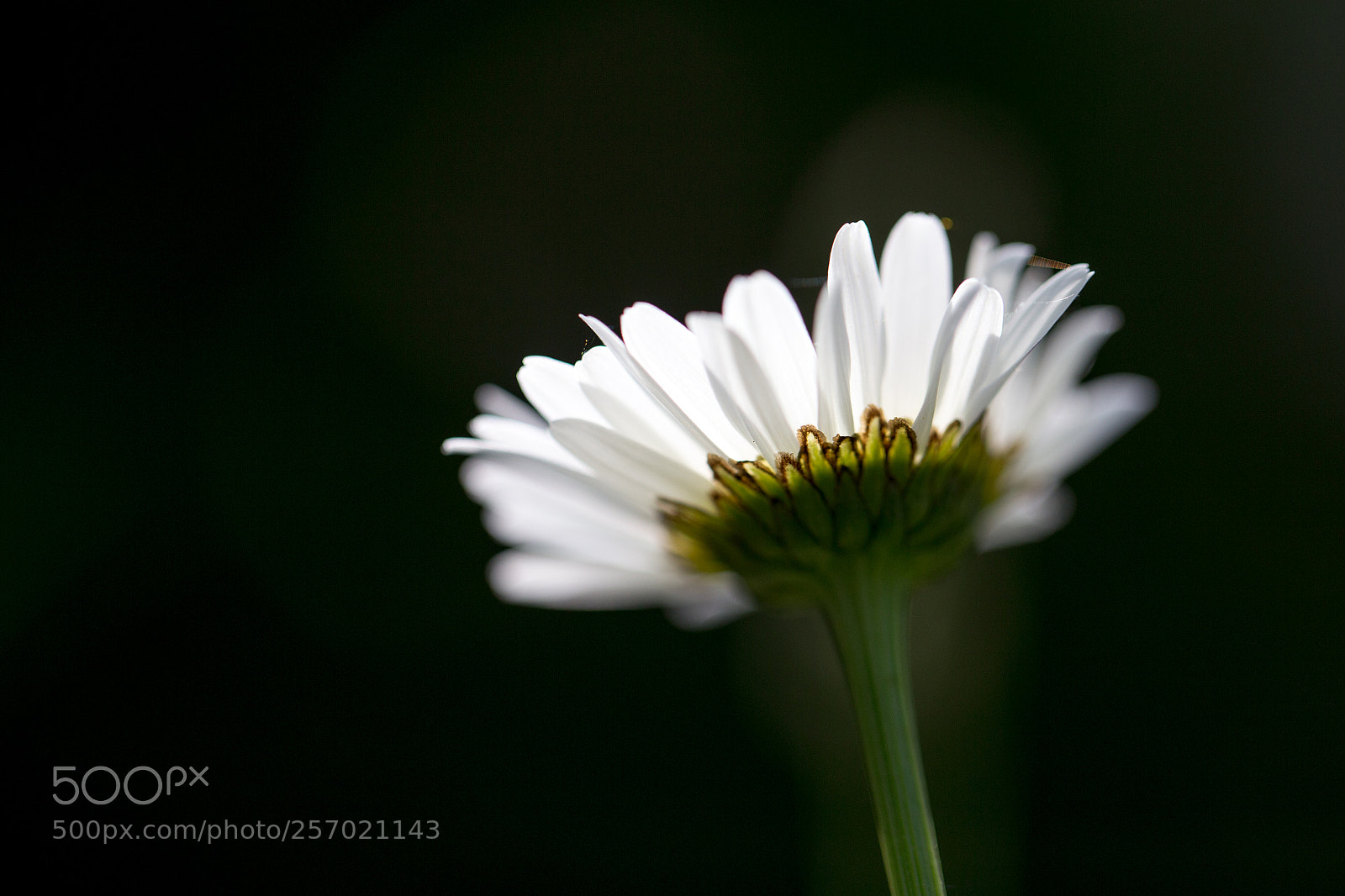 Canon EOS 6D sample photo. Paquerette photography