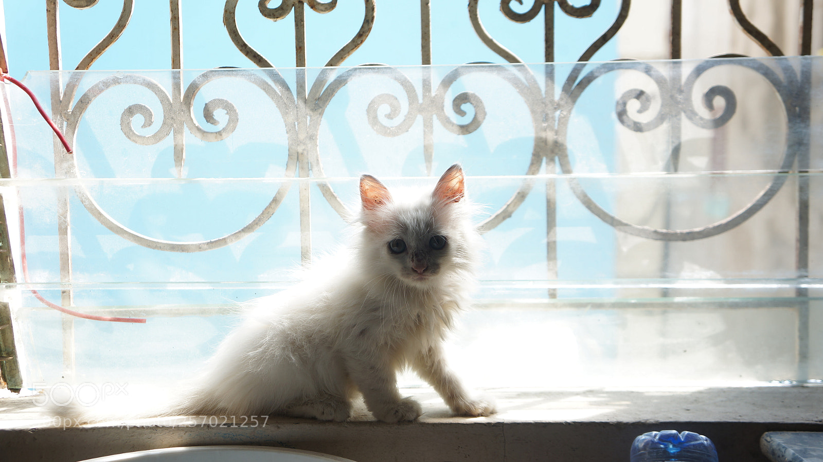 Sony Alpha NEX-5N sample photo. Beooooo photography