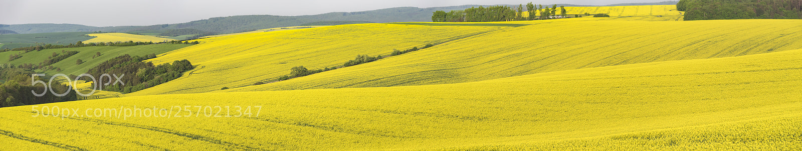 Nikon D750 sample photo. Panorama with rape fields photography