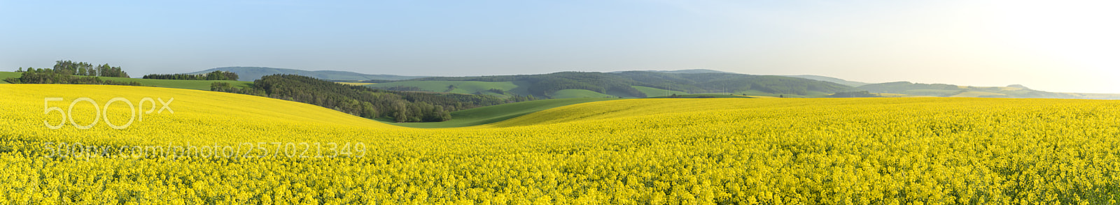Nikon D750 sample photo. Rape fields at sunrise photography
