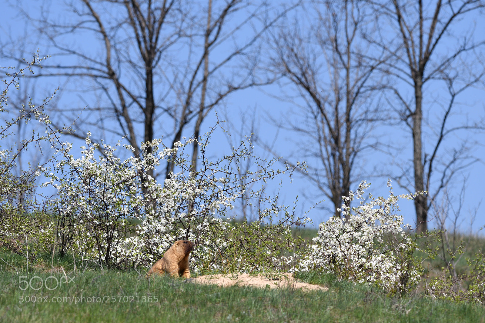 Nikon D7500 sample photo. Sweet home photography