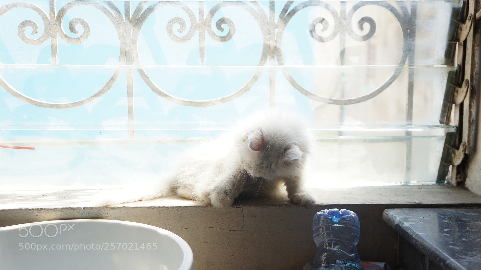 Sony Alpha NEX-5N sample photo. Beooooo photography