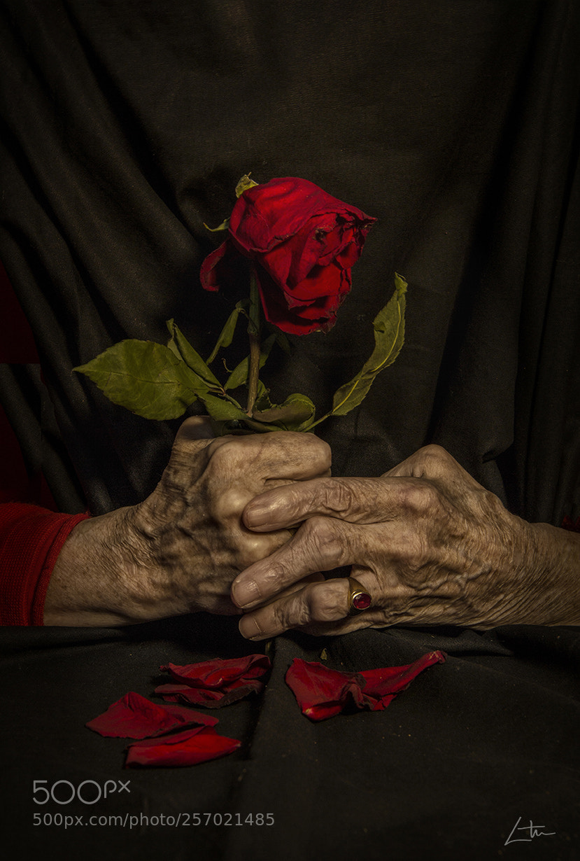 Canon EOS 550D (EOS Rebel T2i / EOS Kiss X4) sample photo. The last rose photography