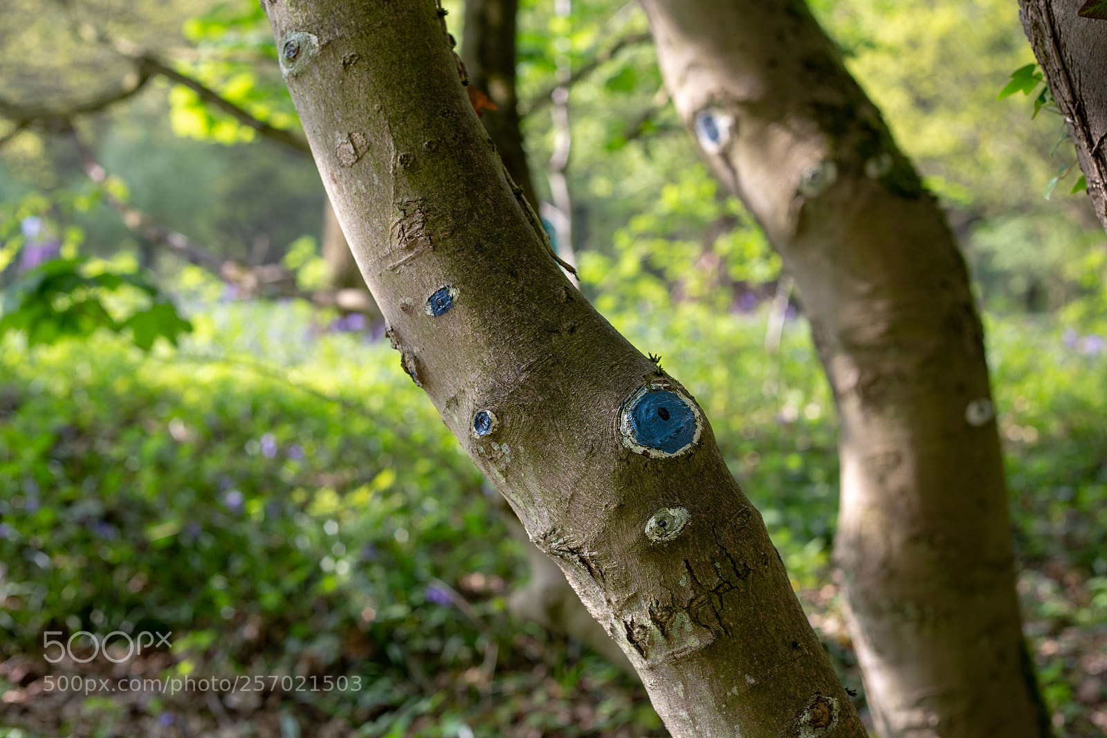 Canon EOS 6D sample photo. Eye tree photography