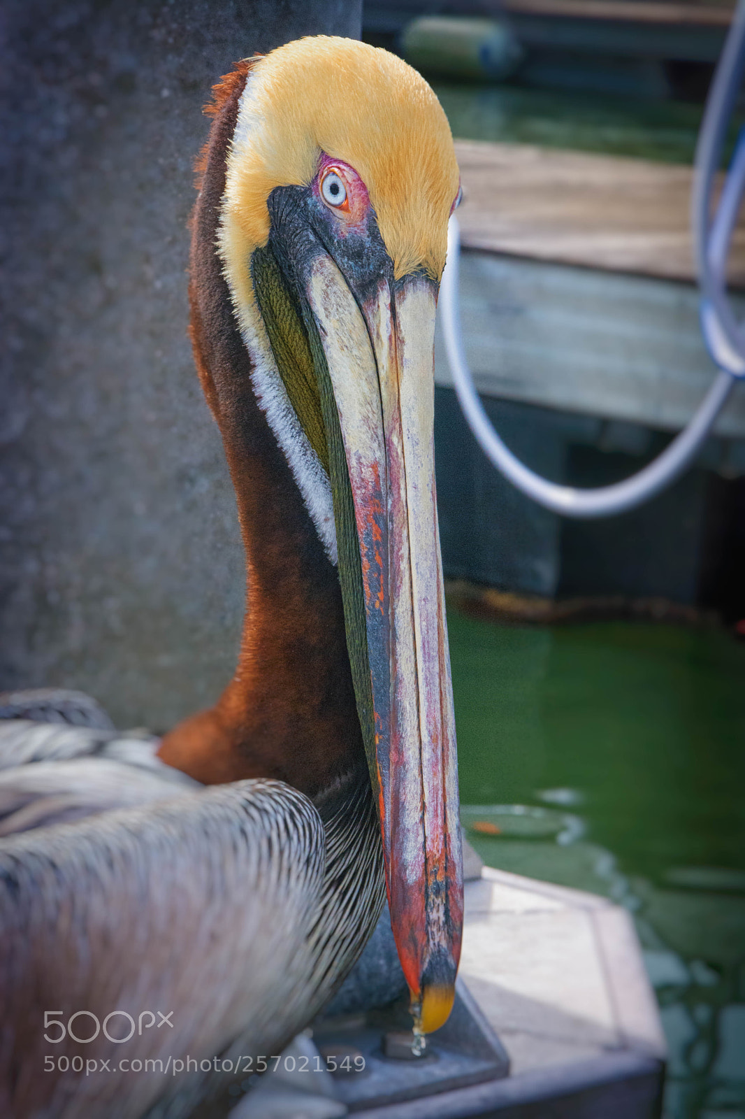 Nikon D7100 sample photo. Colourful pelican on peer photography