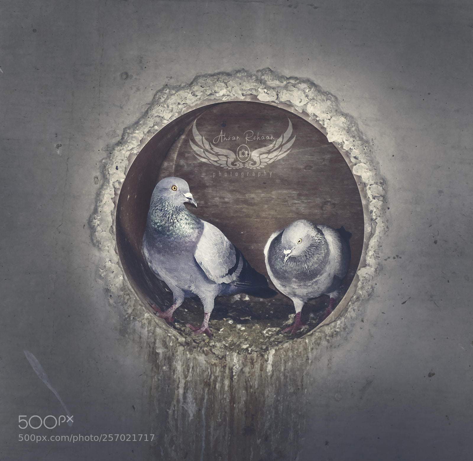 Canon EOS 750D (EOS Rebel T6i / EOS Kiss X8i) sample photo. Pigeon couple building nest photography