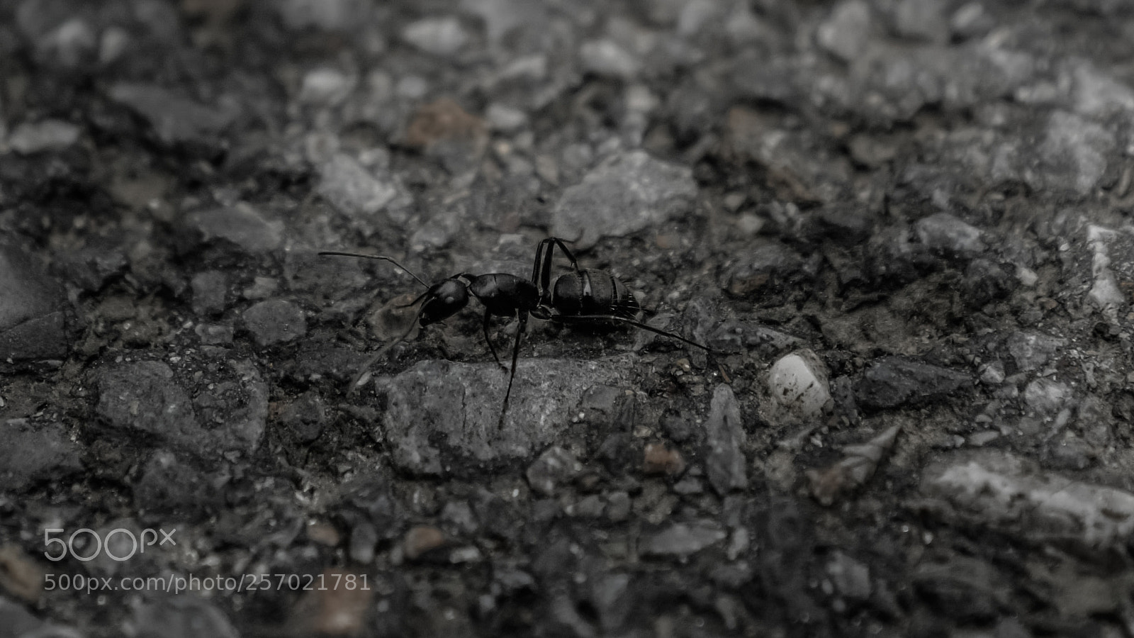 Panasonic Lumix DC-GH5 sample photo. Ant photography