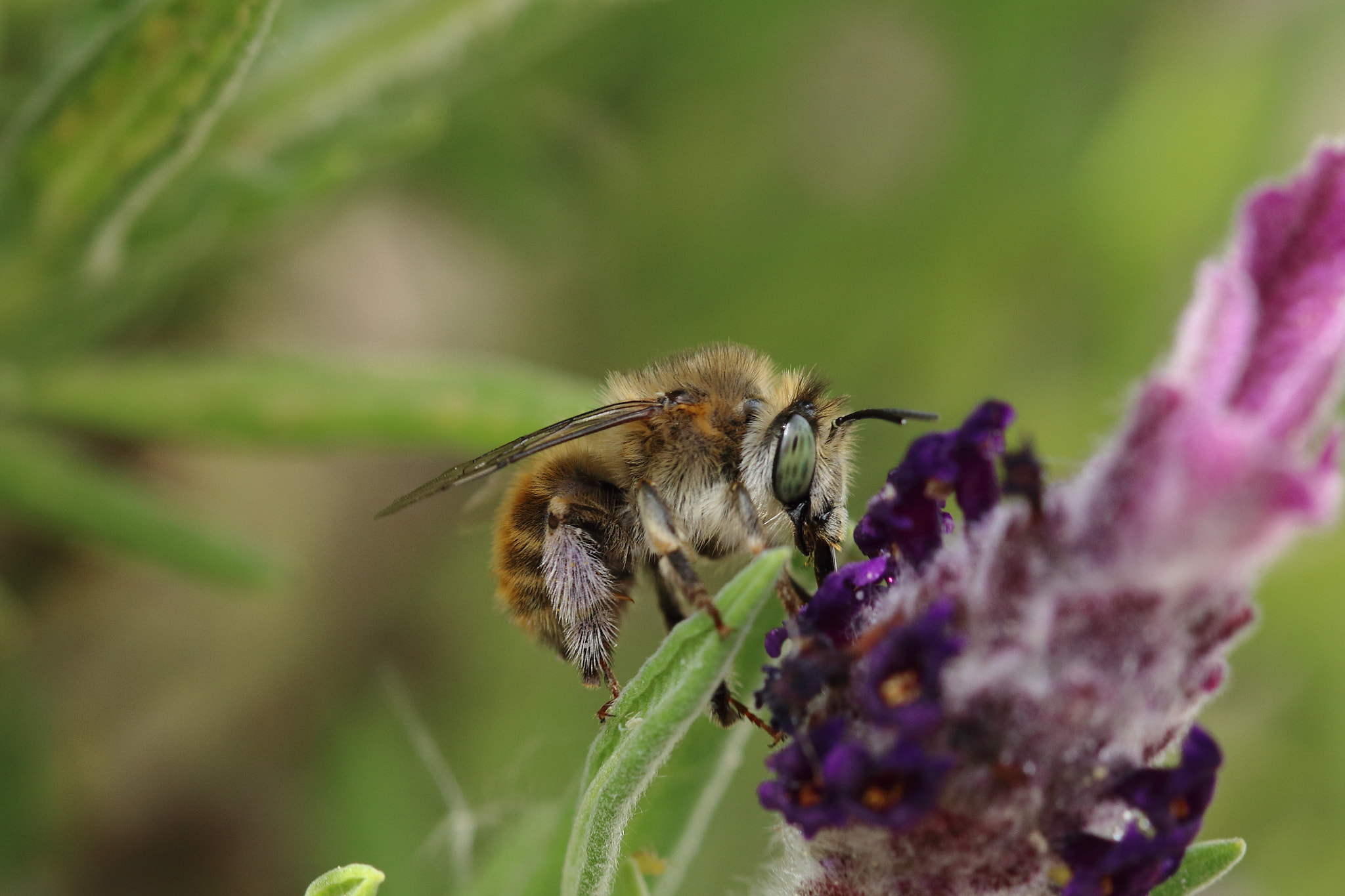 Canon EF 100mm F2.8L Macro IS USM sample photo. Nectar gatherer... photography