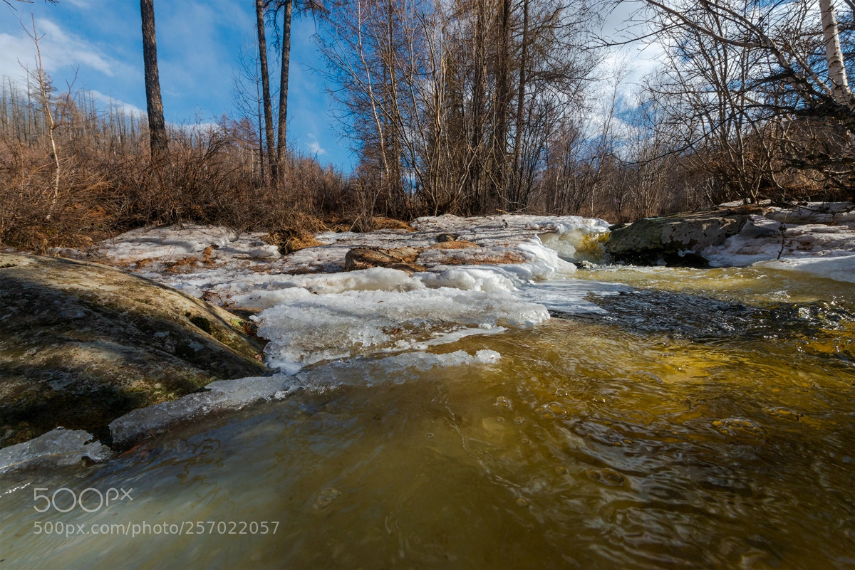 Nikon D800 sample photo. Forest spring melting photography