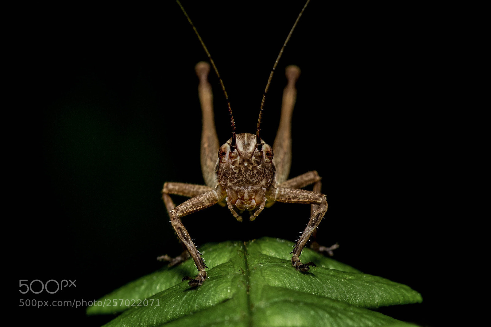 Nikon D7100 sample photo. Sitting pretty photography
