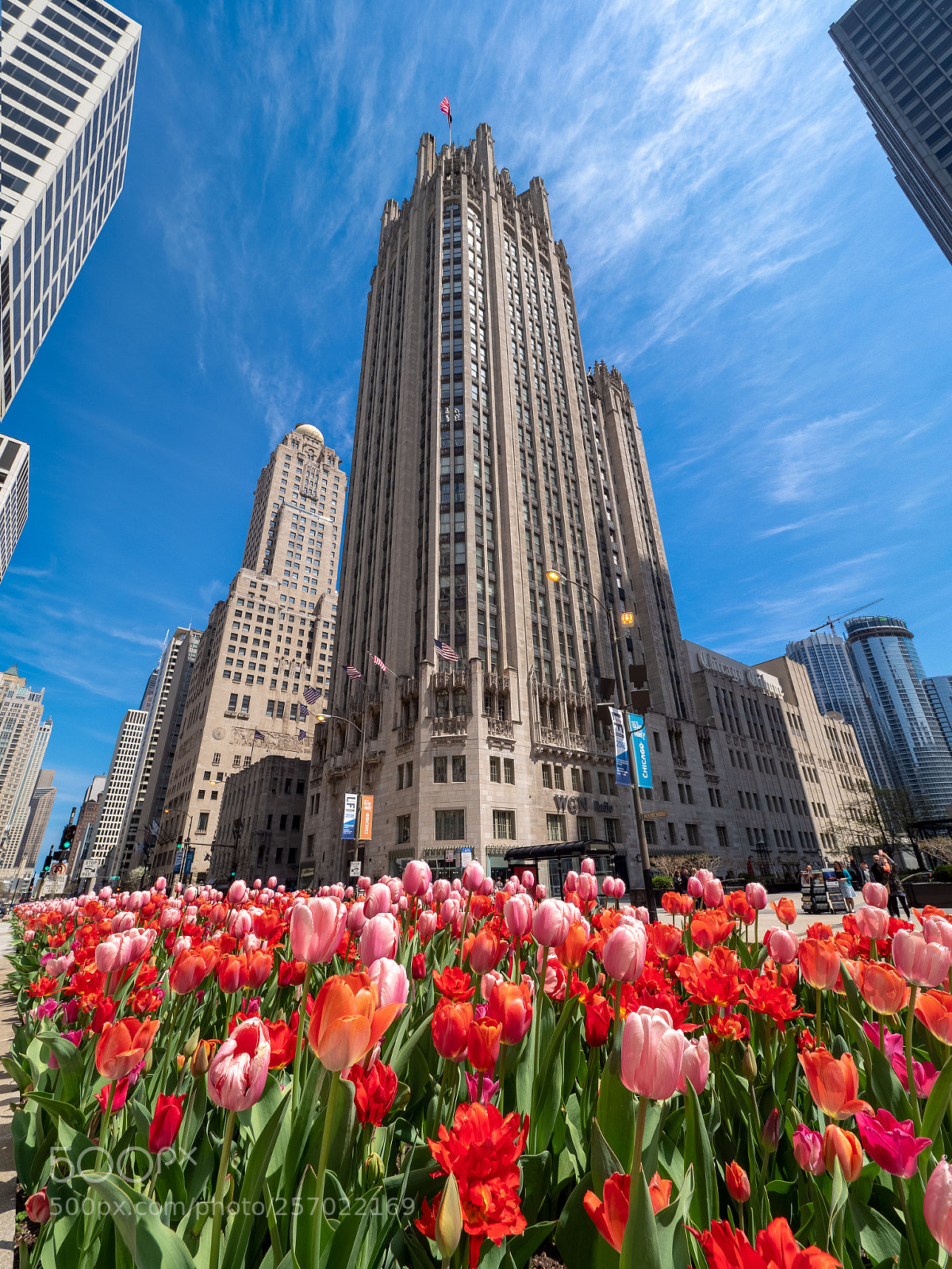 Olympus OM-D E-M1 Mark II sample photo. Tribune tulips photography
