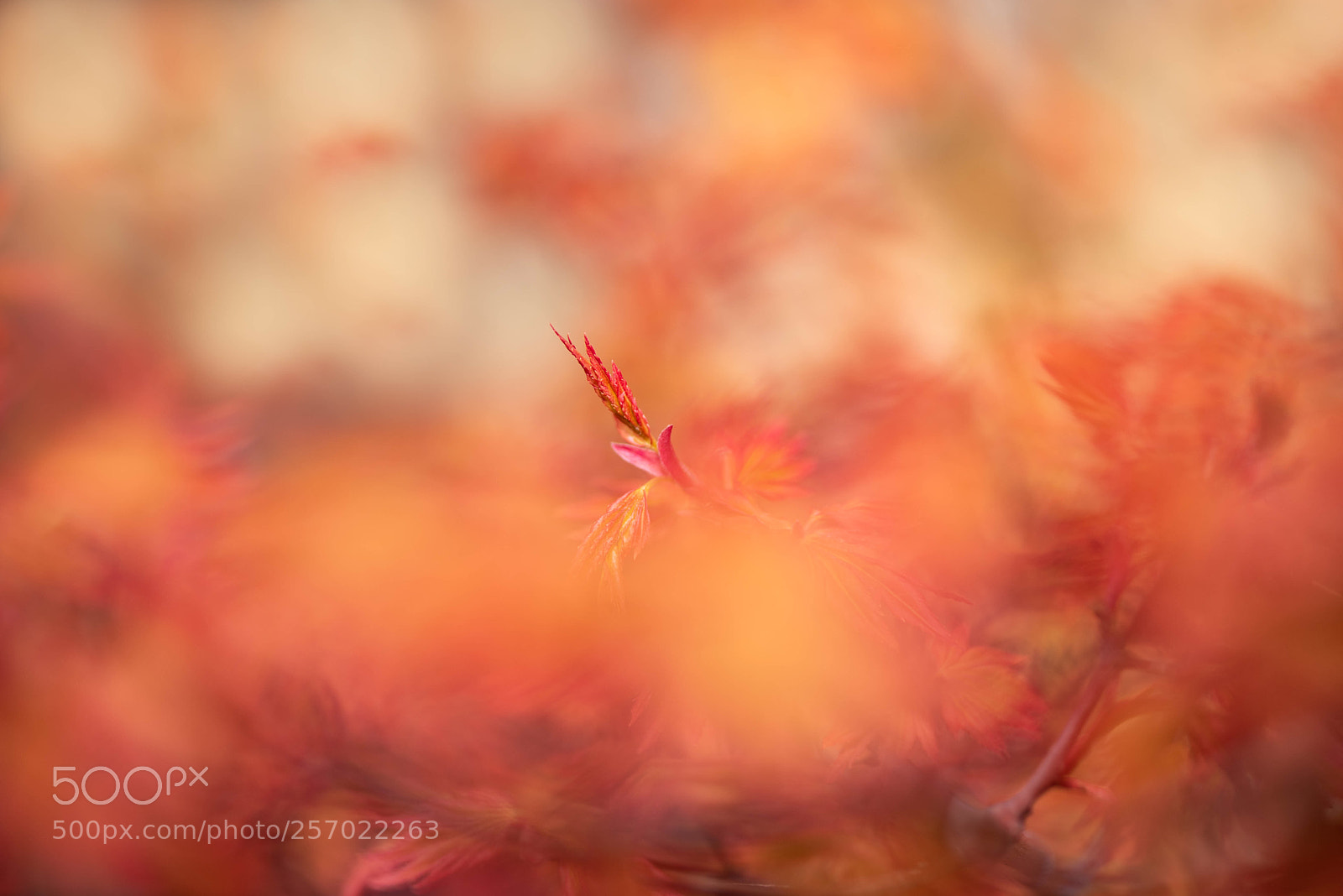 Nikon D750 sample photo. Flaming leaves photography