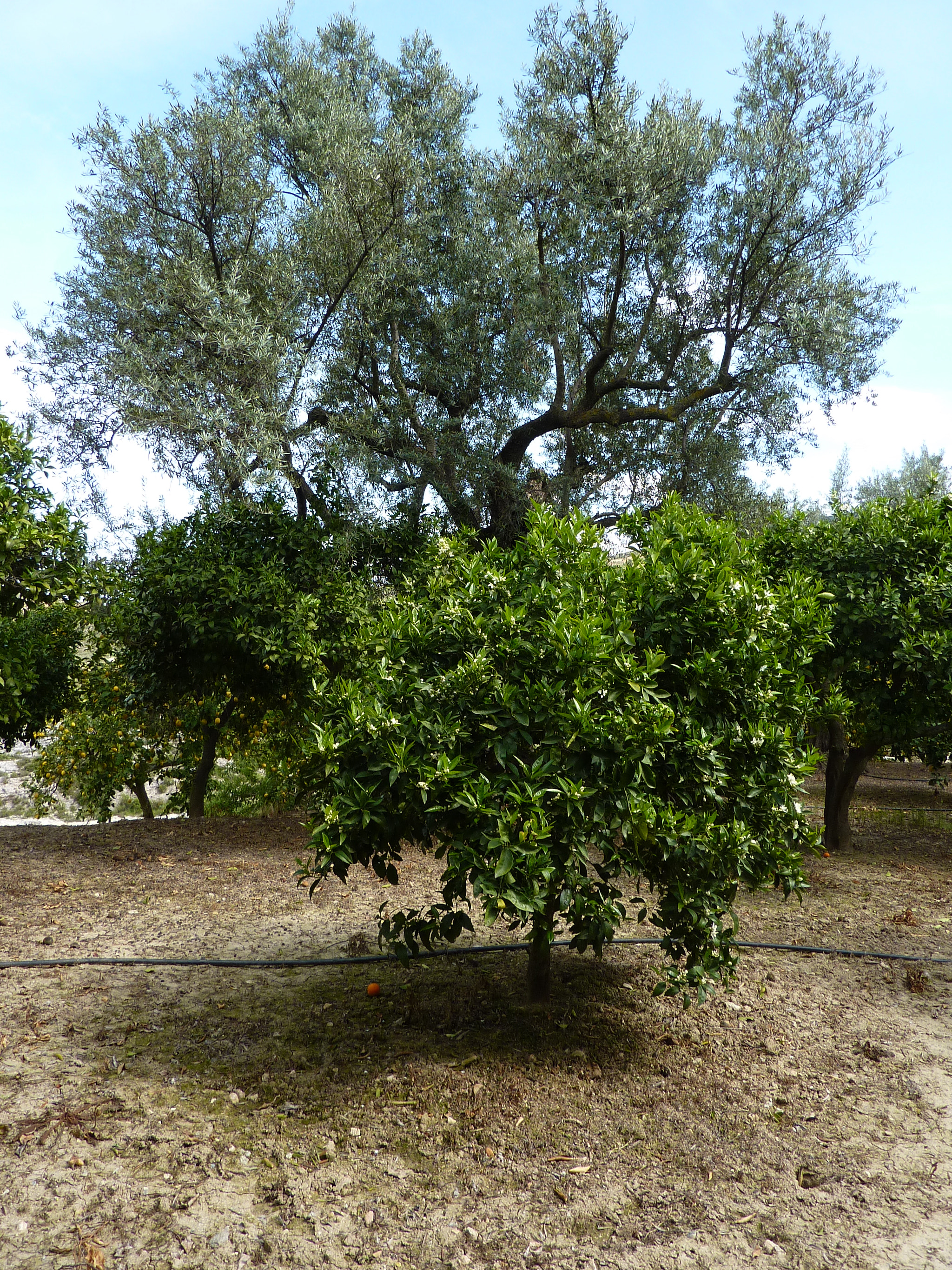 Panasonic Lumix DMC-ZS1 (Lumix DMC-TZ6) sample photo. Granada, andalucia photography