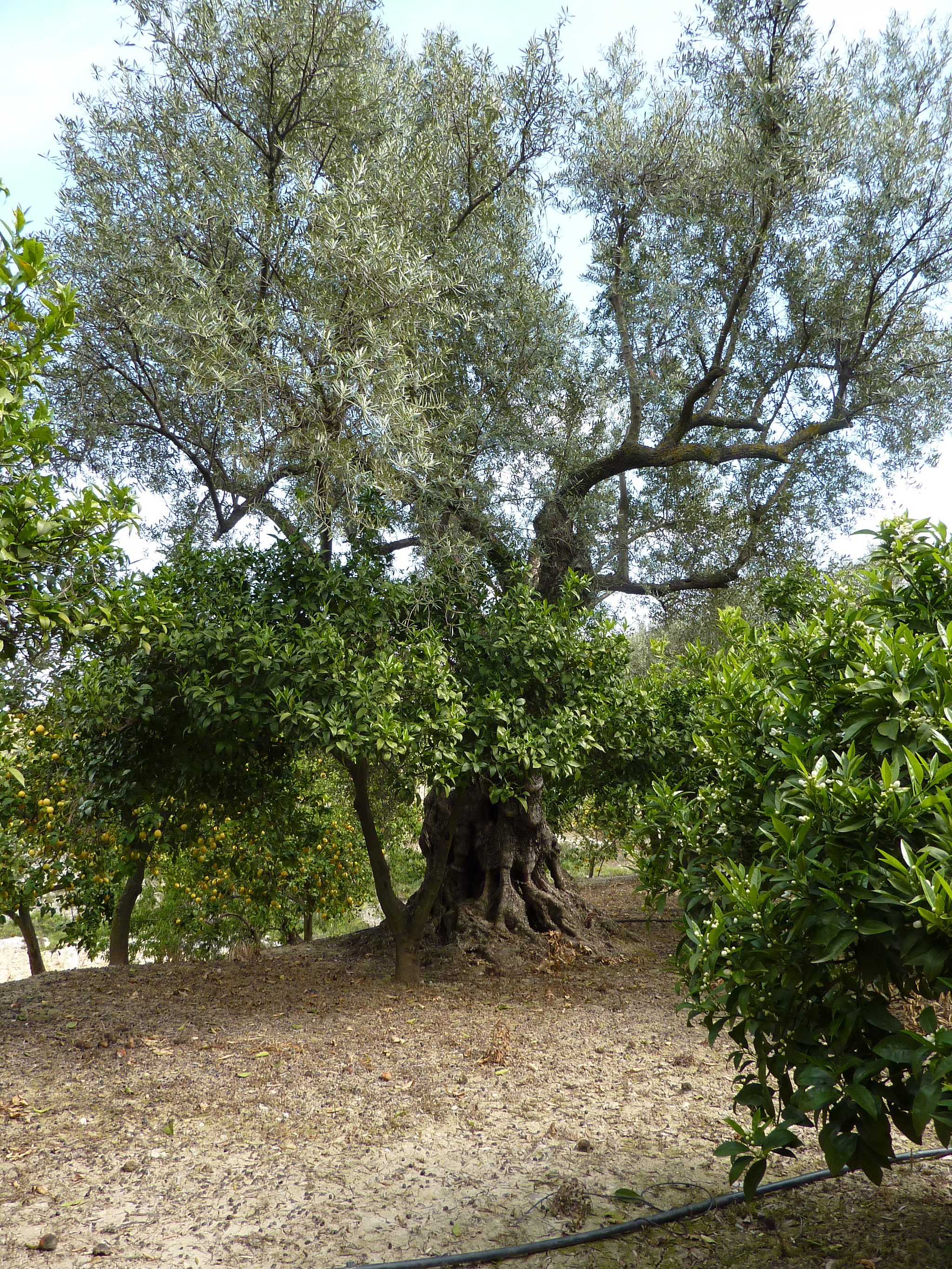 Panasonic Lumix DMC-ZS1 (Lumix DMC-TZ6) sample photo. Granada, andalucia photography