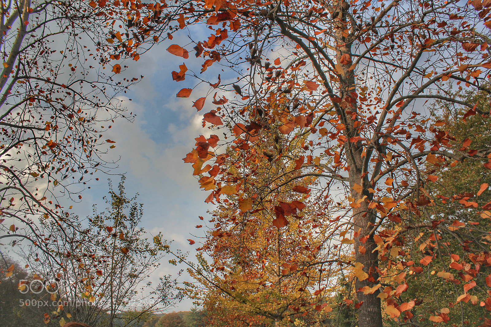 Canon EOS 600D (Rebel EOS T3i / EOS Kiss X5) sample photo. Autumn tree photography