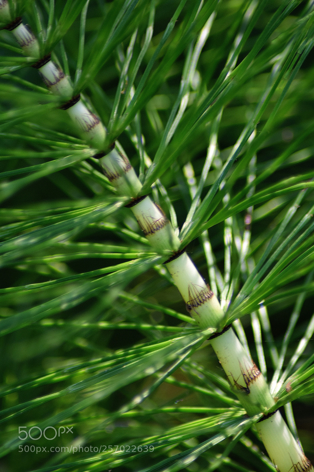 Nikon D3300 sample photo. Equisetum telmateia photography