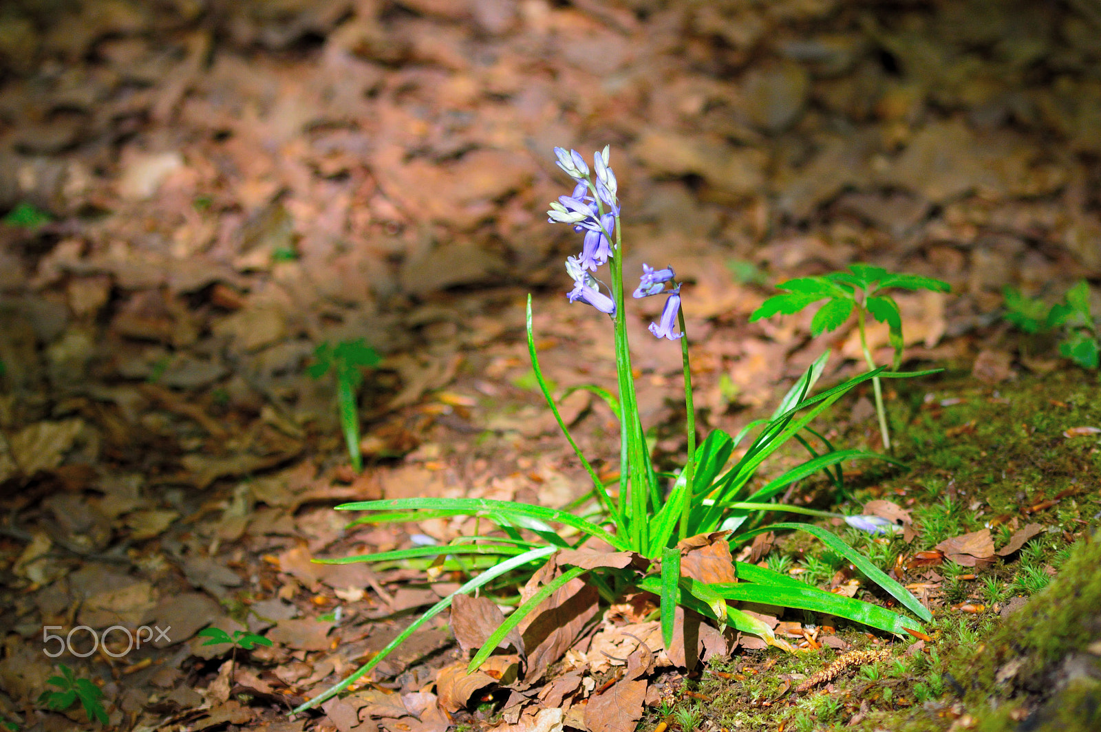 Nikon D3200 + Sigma 70-300mm F4-5.6 APO DG Macro sample photo. Blue bell photography