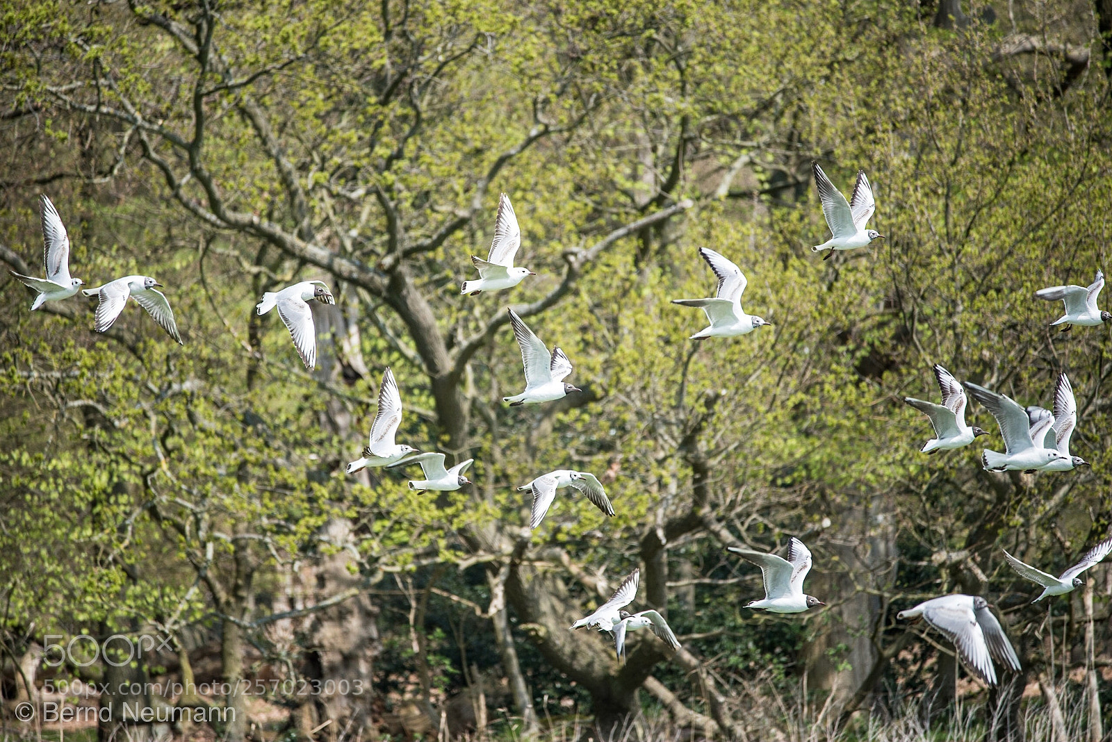 Nikon D750 sample photo. Möwen photography