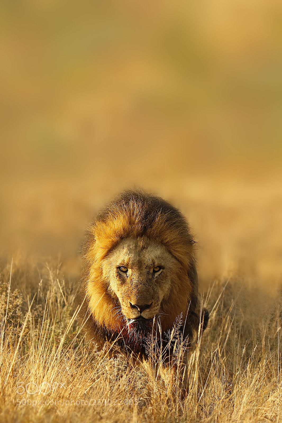 Canon EOS 7D Mark II sample photo. Animal lion africa nature photography