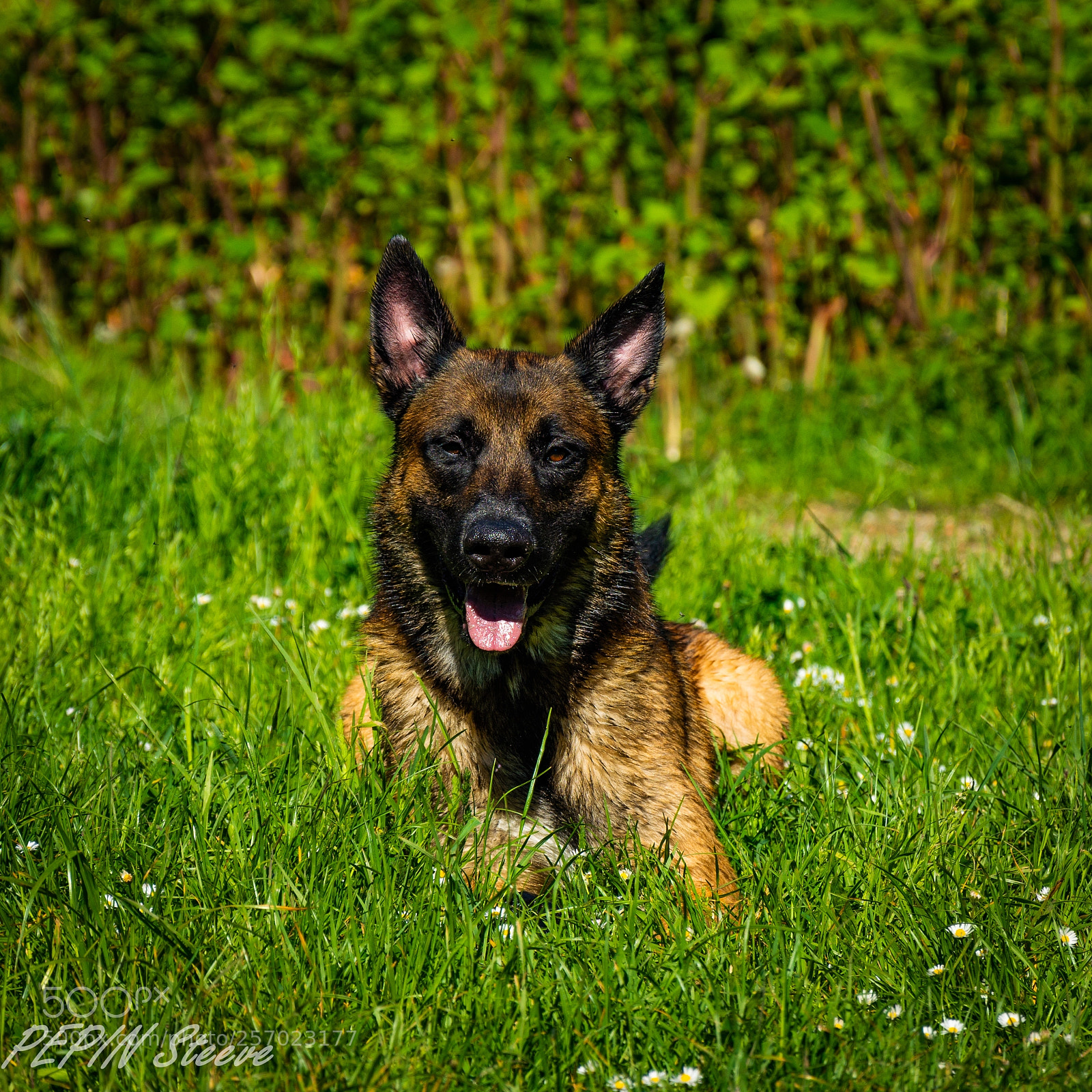 Nikon D7100 sample photo. Maïko on grass photography