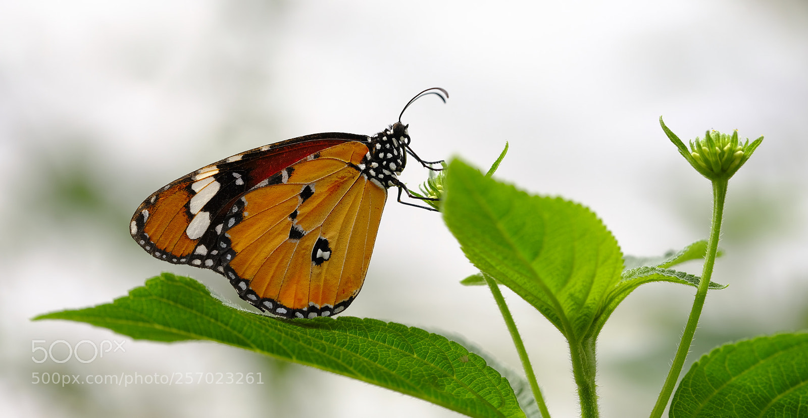 Fujifilm X-H1 sample photo. Lovely tiger photography