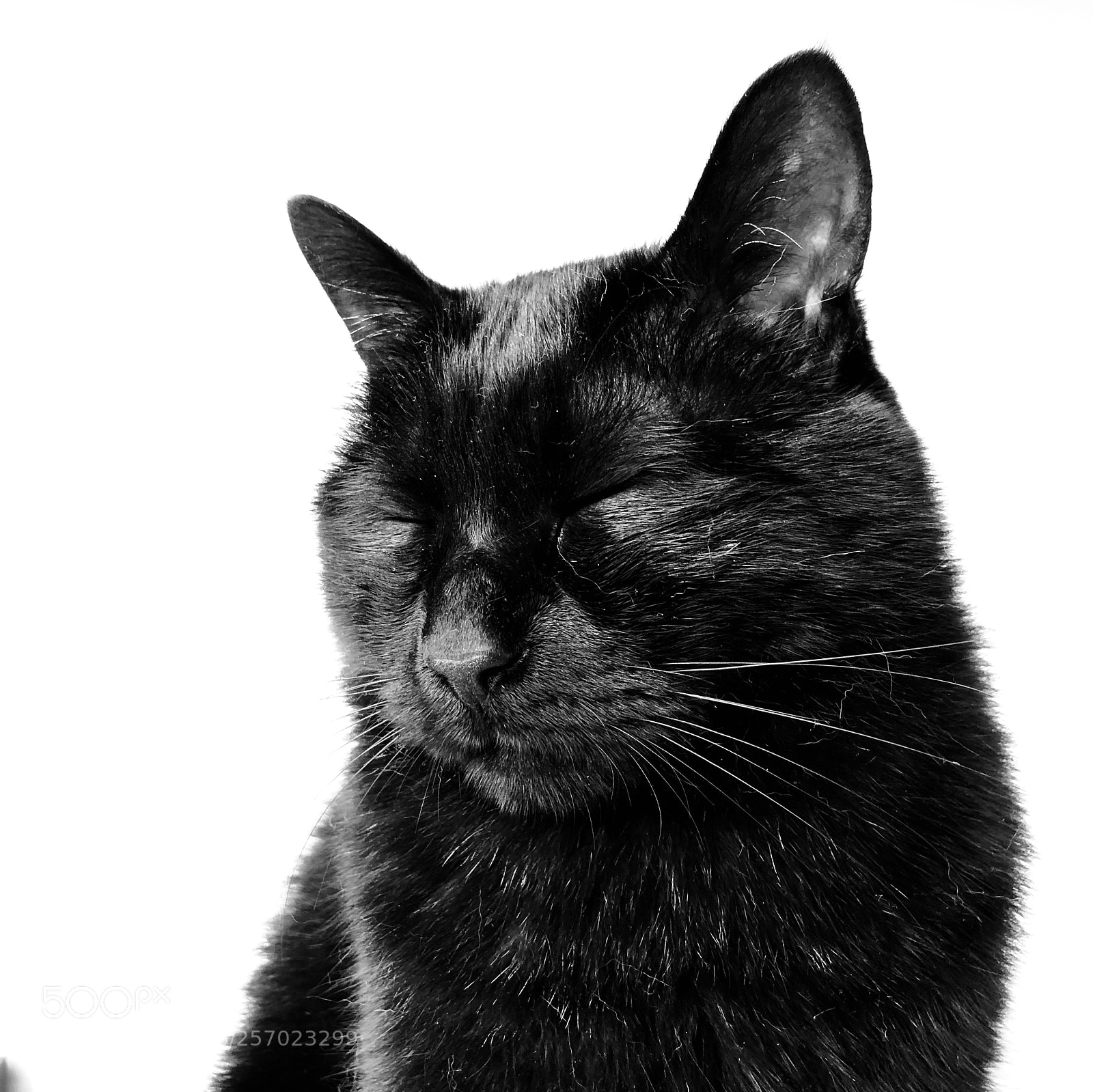 Apple iPhone 8 sample photo. Black cat photography