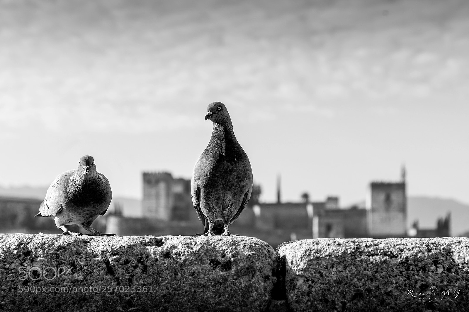 Nikon D810 sample photo. Palomas photography