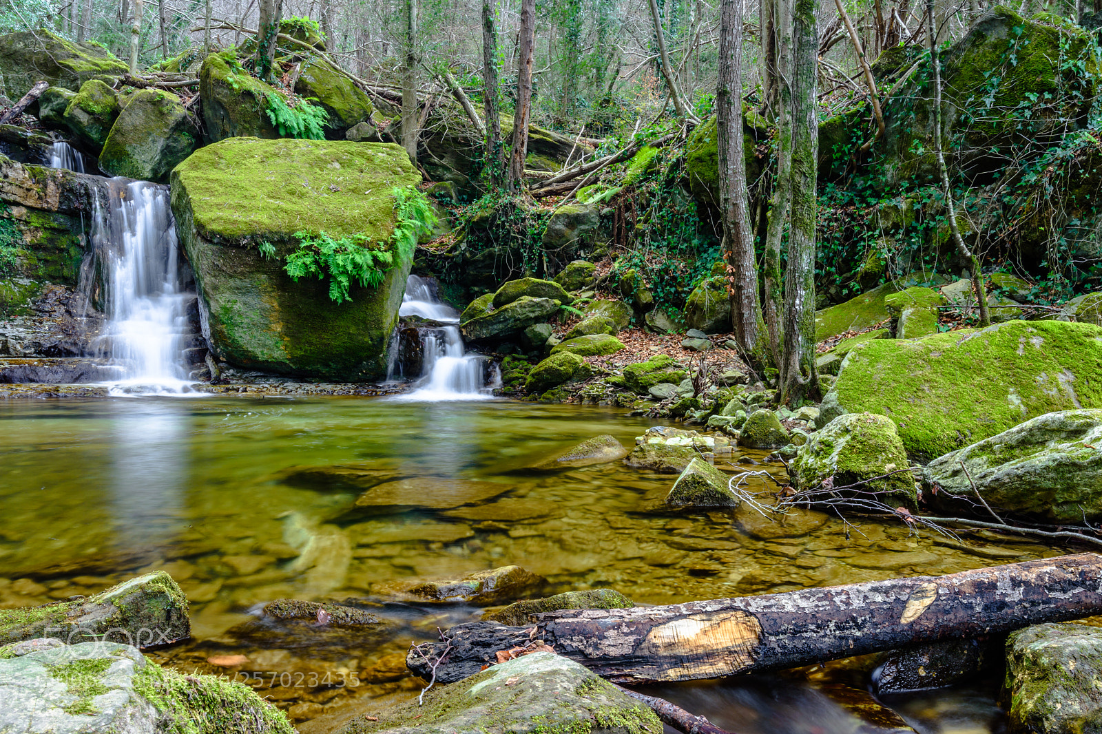 Nikon D7200 sample photo. Green world photography