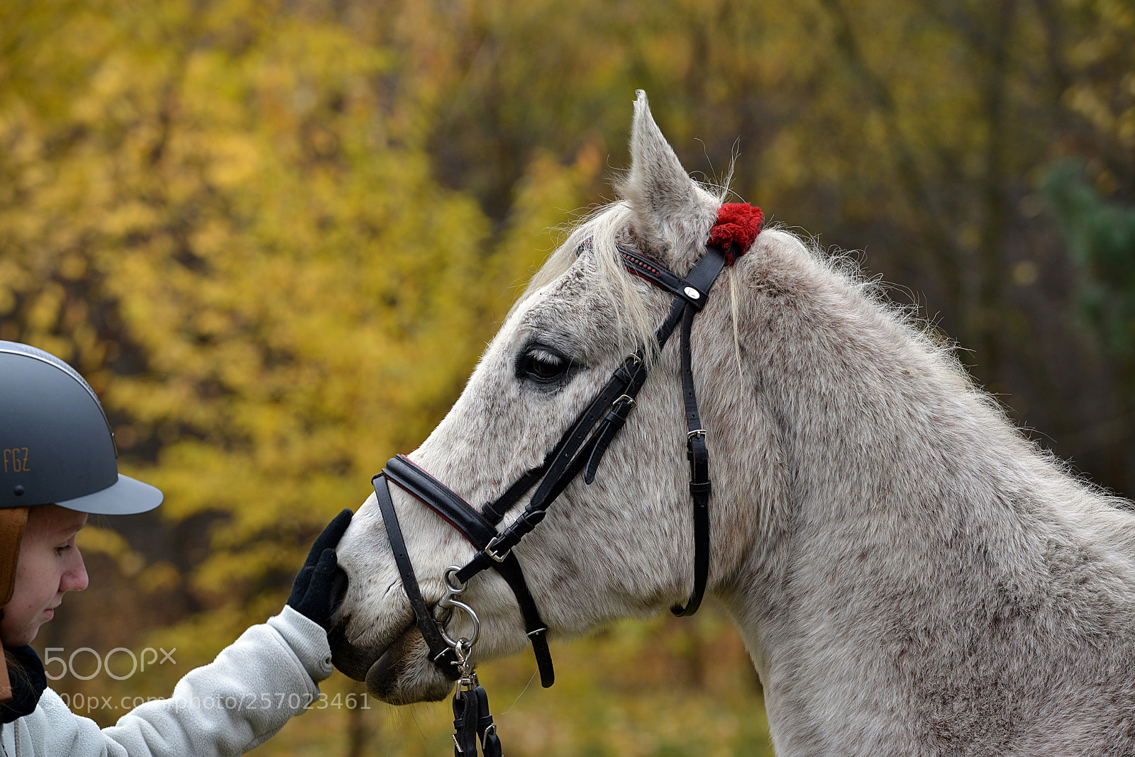 Nikon D800 sample photo. Horse photography