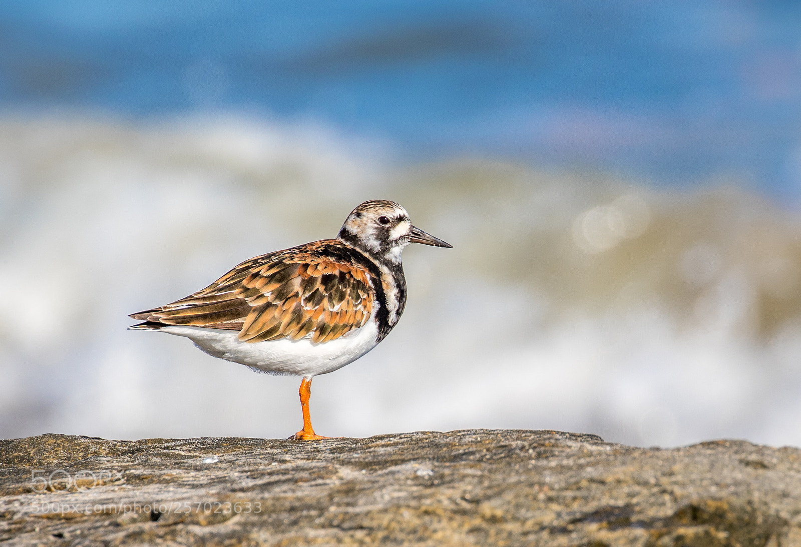 Canon EOS 7D Mark II sample photo. Sanderling photography