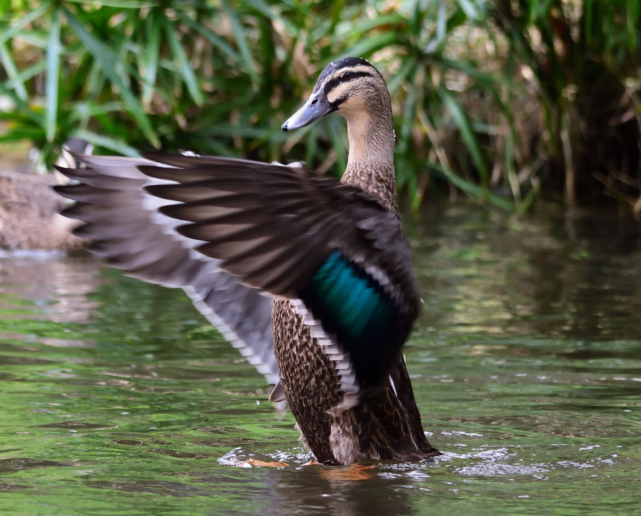 Sigma 150-500mm F5-6.3 DG OS HSM sample photo. Torrens river adelaide photography