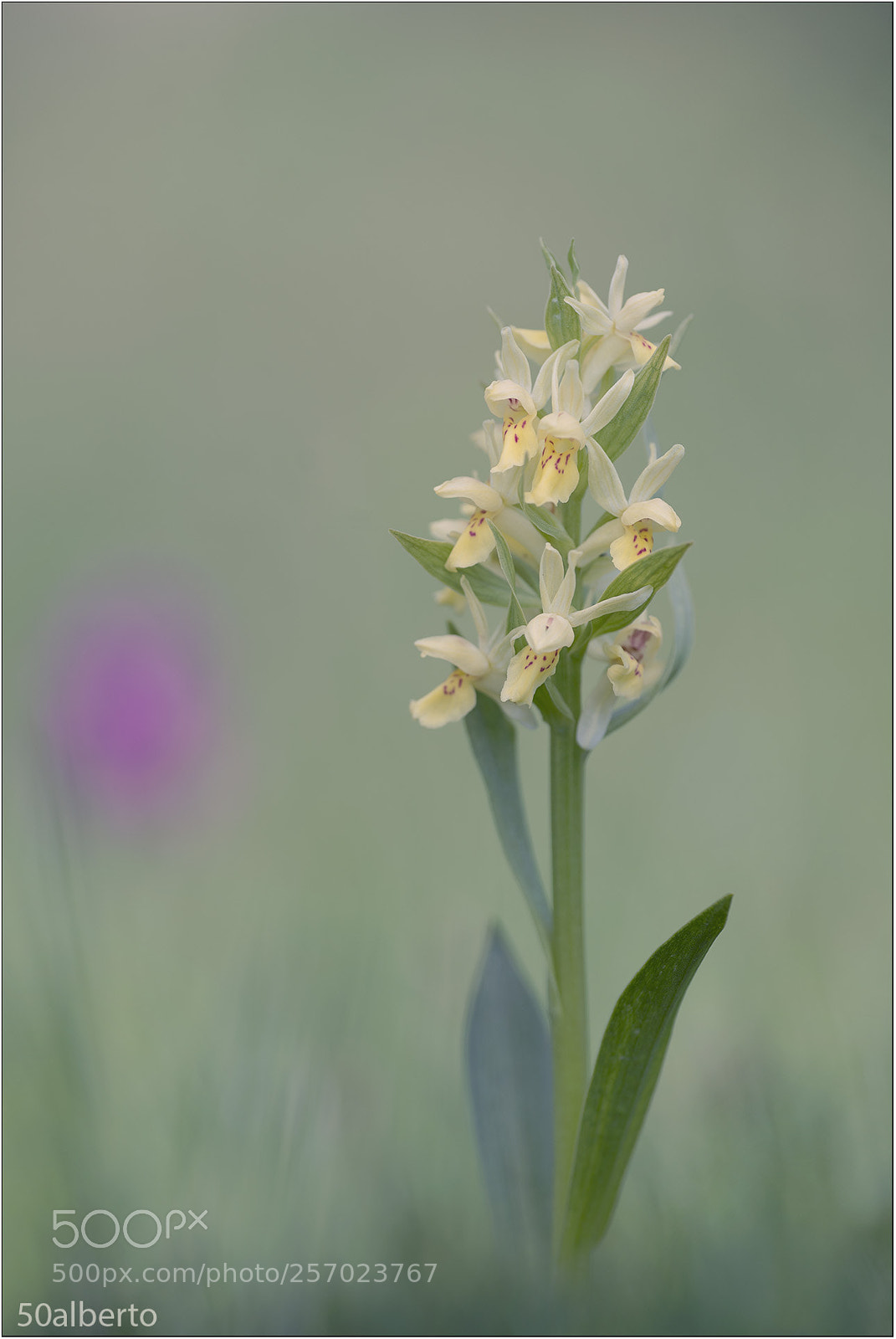 Nikon D610 sample photo. Dactylorhiza sambucina photography