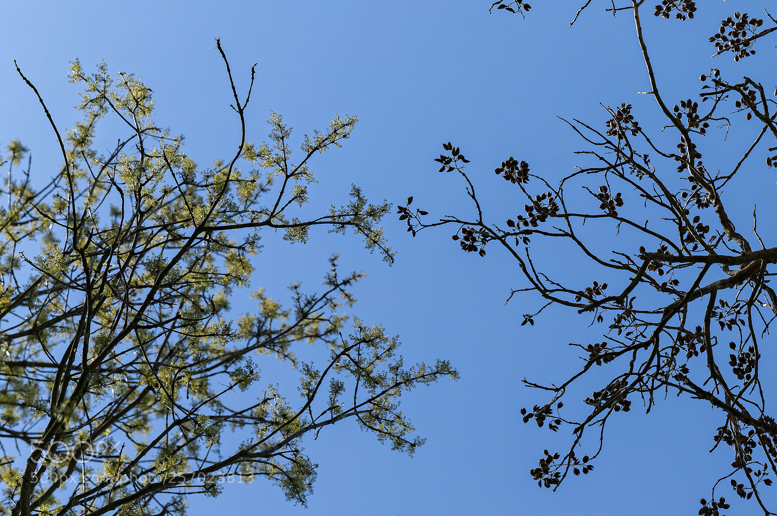 Canon EOS 6D Mark II sample photo. When winter meet spring photography