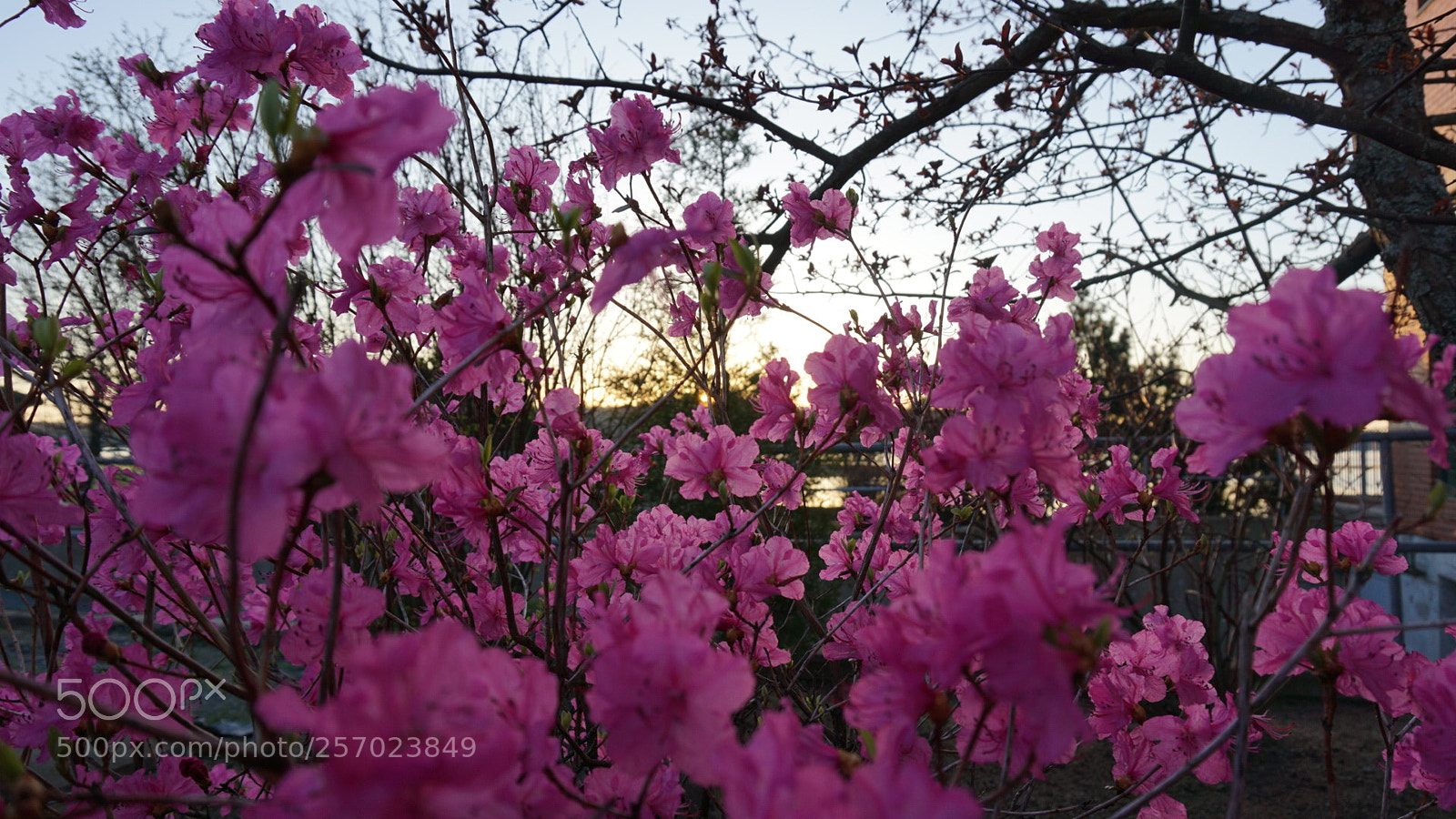 Sony a6000 sample photo. Morning blossoms photography
