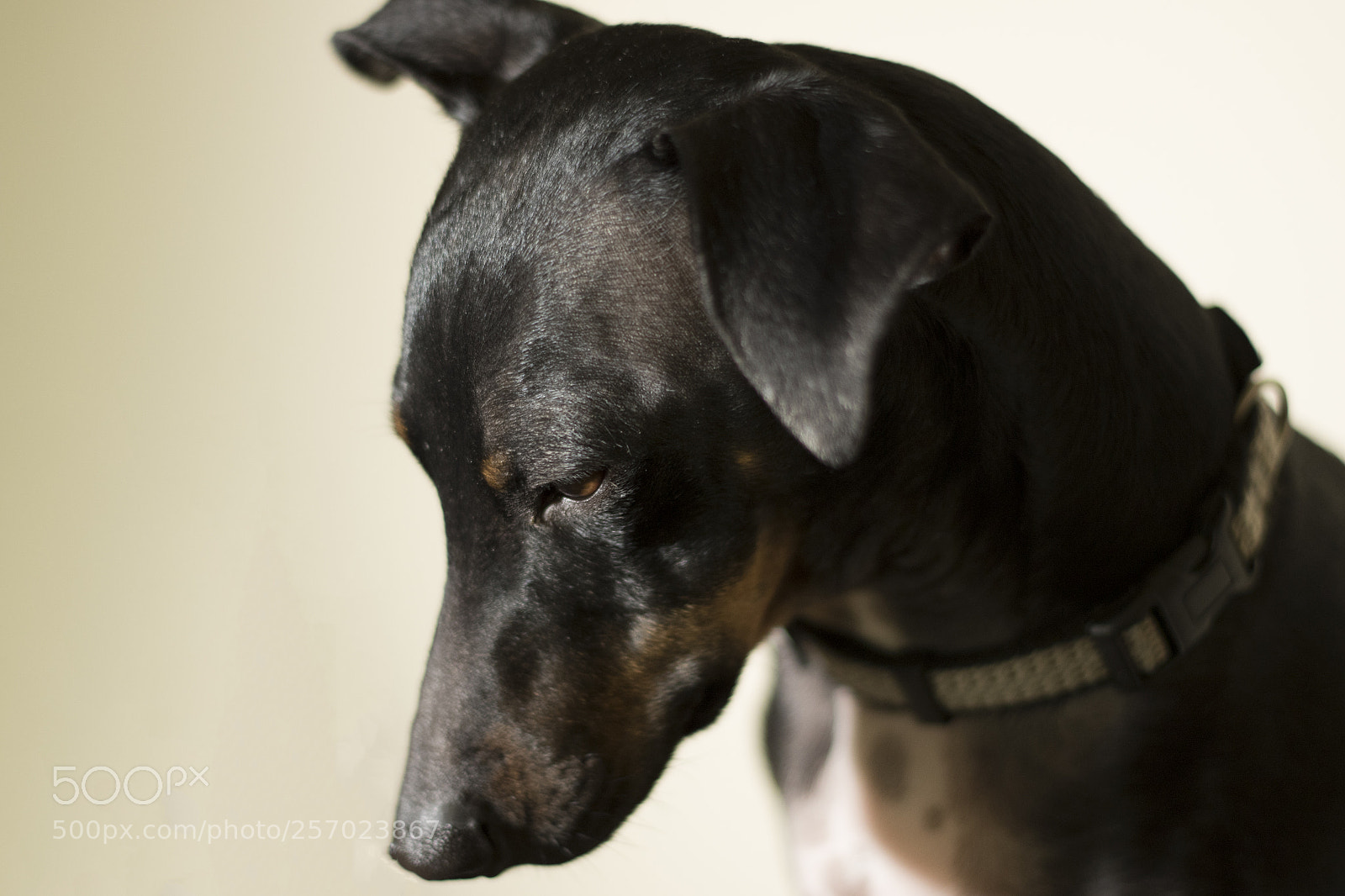 Canon EOS 7D Mark II sample photo. Dog photography