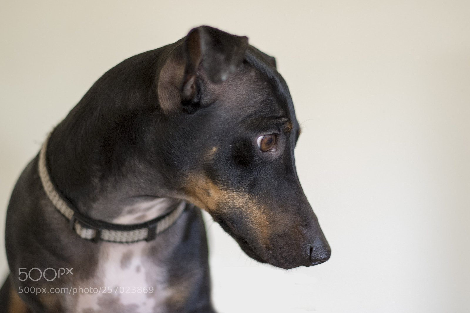 Canon EOS 7D Mark II sample photo. Dog photography