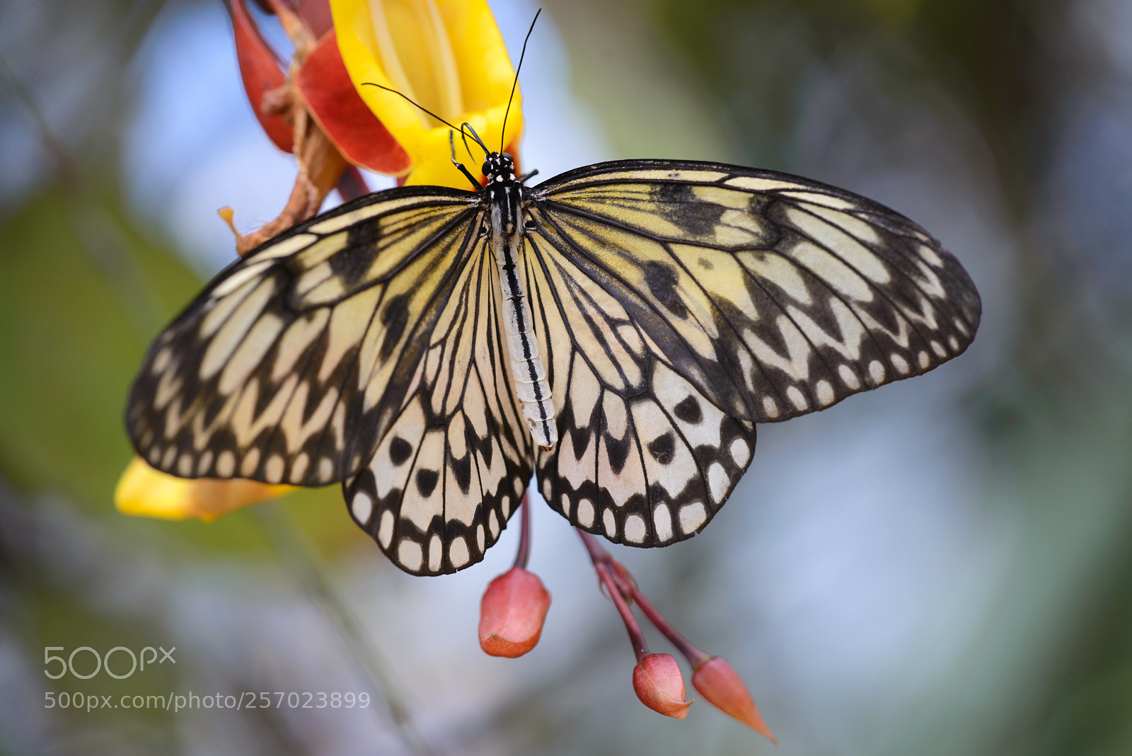 Nikon D600 sample photo. Paper kite butterfly photography