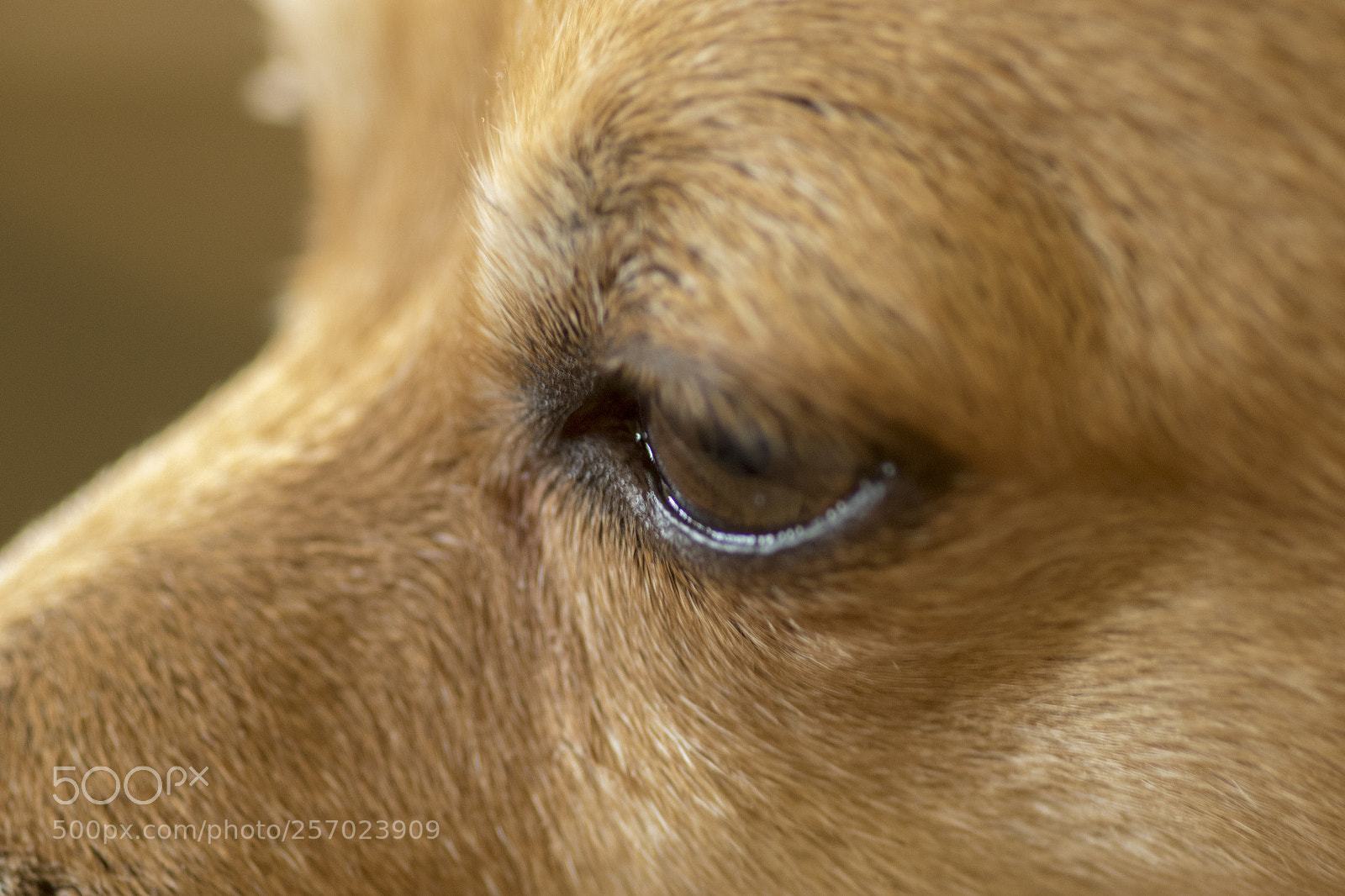 Canon EOS 7D Mark II sample photo. Dog photography